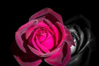 rose 04  Rose 4