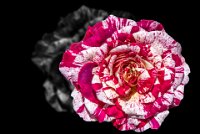 rose 05  Rose 5