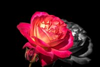 rose 06  Rose 6