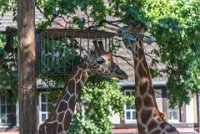 Berlin 2016-0437  Berlin - Zoo