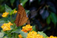 DSC 1590  Jardin des Papillons