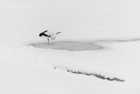 20170115-DSC 2435  Storch im Winter